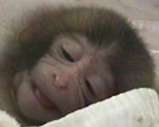 サルの赤ちゃんも寝ながら笑う 母親は気づかない 自発的微笑 の謎 J Cast ニュース