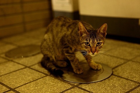 子猫を生きたまま焼いた女 動画投稿で逮捕の兵庫県警 大きな犯罪につながる可能性 J Cast ニュース 全文表示