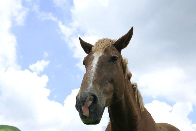 馬がこれほど賢い動物だったとは 人間の心を読み利用する知恵者 J Cast ニュース 全文表示