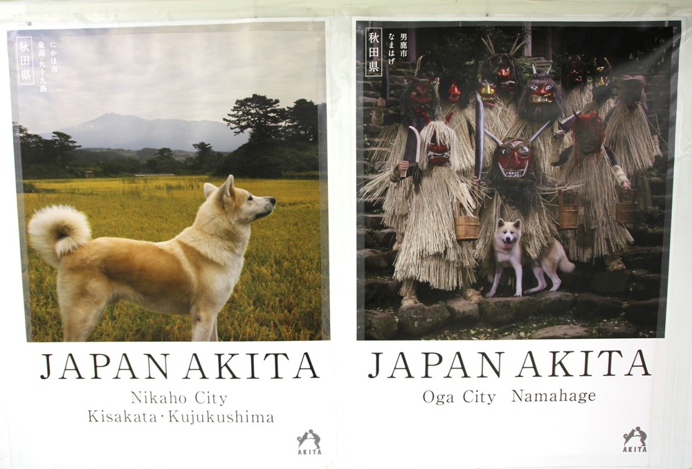 秋田犬がキラーコンテンツ 首都圏の駅観光ポスターに ニヘっとなる J Cast ニュース 全文表示