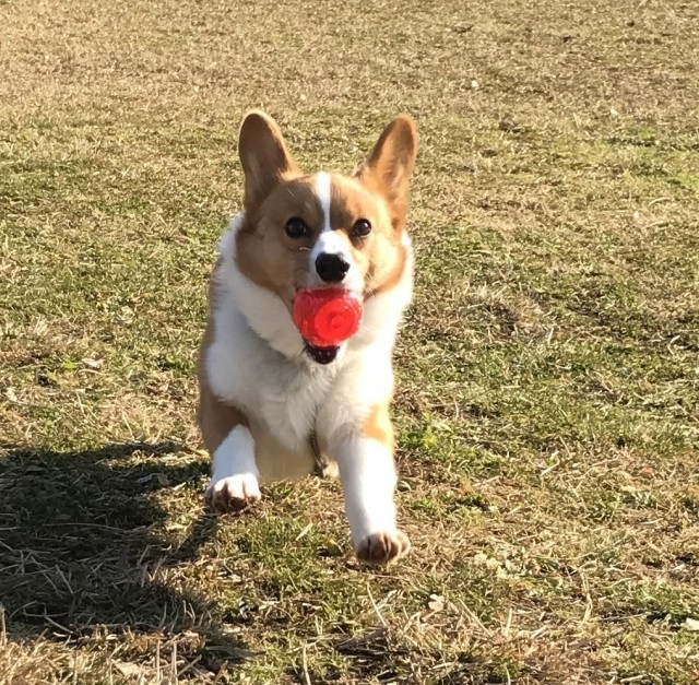 愛犬がヒアリに刺された どうする ヒアリ大国 米のペットサイトに学ぶ J Cast ニュース 全文表示