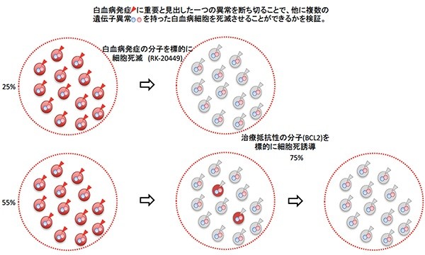 急性骨髄性白血病を根治する治療法を開発 理研 がん細胞増殖役と延命役を 排除 J Cast ニュース 全文表示