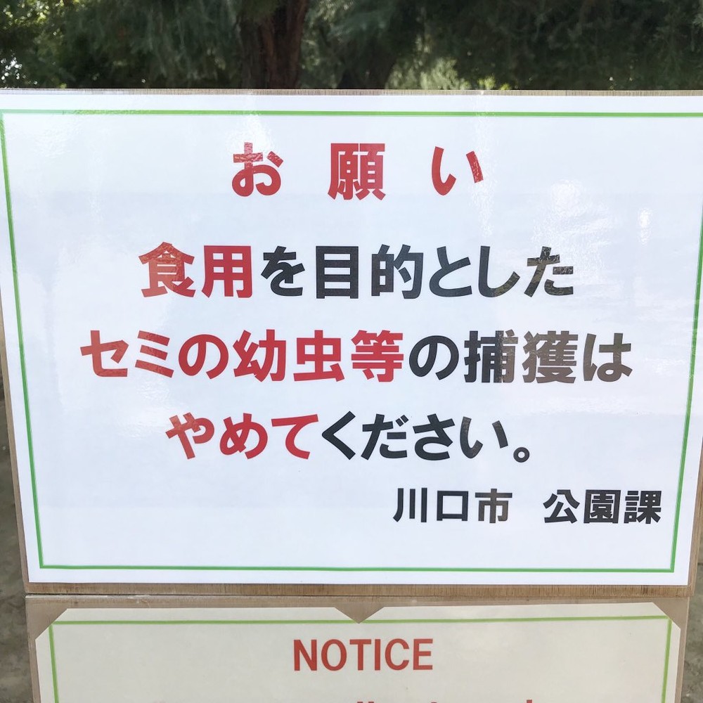 食用目的のセミの幼虫捕獲やめて 埼玉の公園担当課が注意促したワケ J Cast ニュース 全文表示