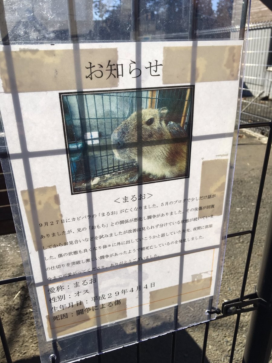 カピバラの まるお 死因は 闘争 加害者は 兄 動物園の 癒し系 に何が J Cast ニュース 全文表示