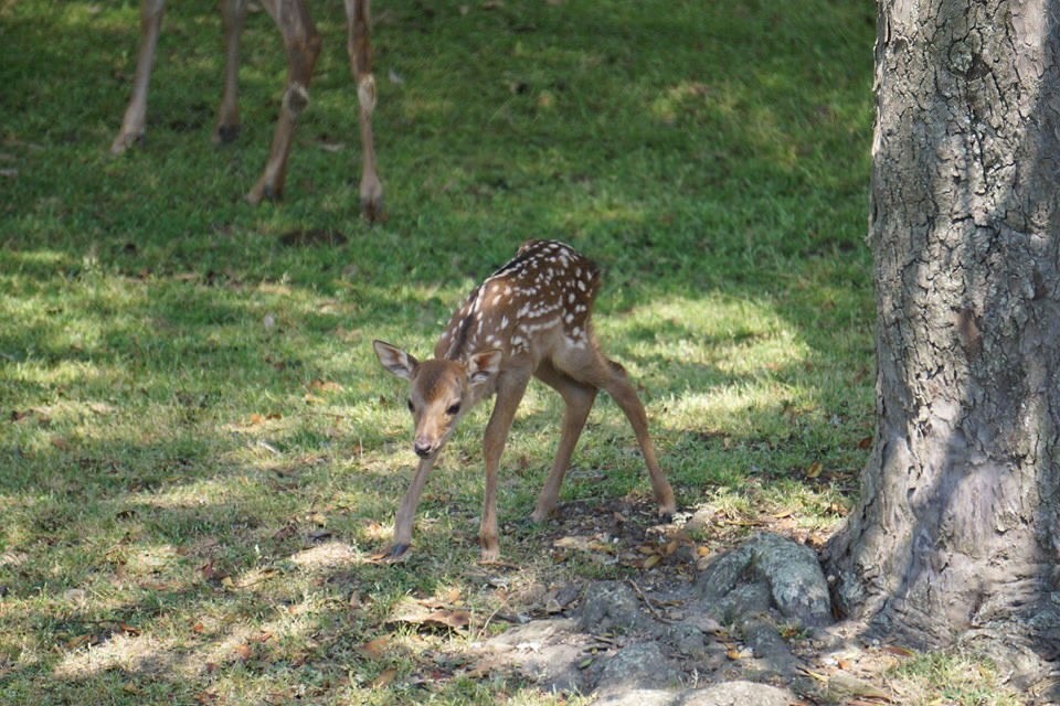 子鹿には絶対に触らないで 奈良公園でのマナー呼びかけに 初めて知りました の声 J Cast ニュース 全文表示