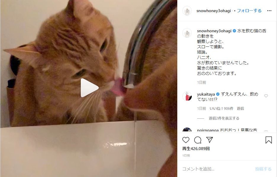 石田ゆり子 水を飲むのが 下手 すぎる愛猫を動画に J Cast ニュース