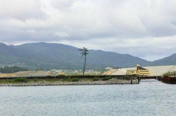 東日本大震災から10年（写真は、「奇跡の一本松」）