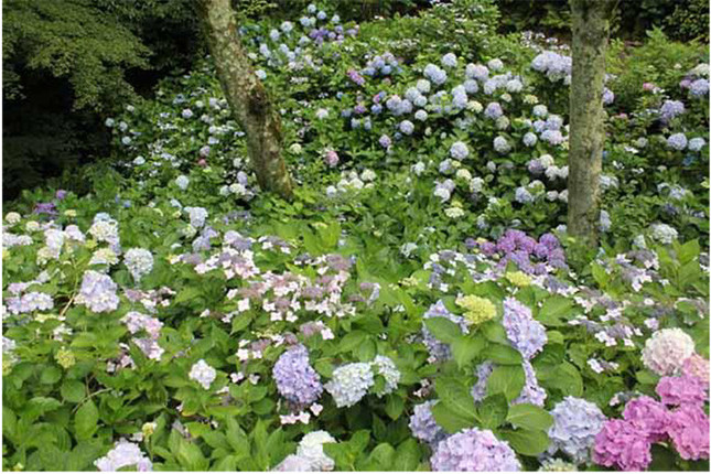 1000株の紫陽花が咲き誇る散策路