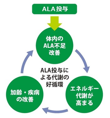 ALAを外部摂取することで、人の体内に好循環サイクルをもたらす