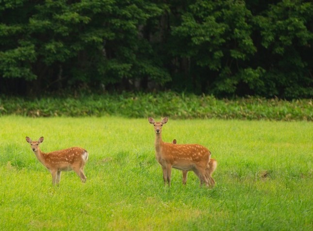 本州のシカより大きく毛並みも違うエゾシカは、見られる確率の高い動物