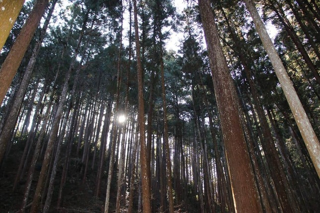 樹齢20年ほどの木々。奥の方はかなり密に植わっており、暗い（画像3）