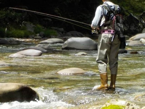 渓流釣りで人気な魚といえば