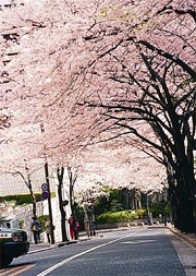 ホテルに隣接する桜坂