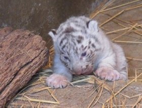 ホワイトタイガーの赤ちゃん一般公開　東武動物公園、「3兄弟」の名前も募集