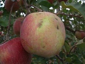 ワケありだけどおいしいよ　長野県産「台風りんご」を3割引きで