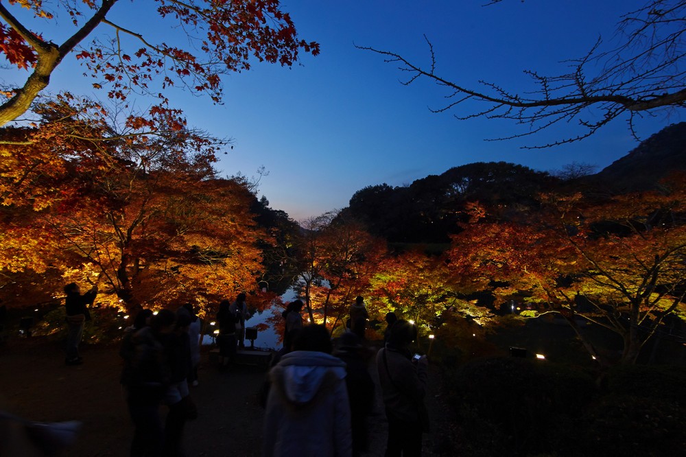 歴史ある庭園の紅葉が夜も楽しめる