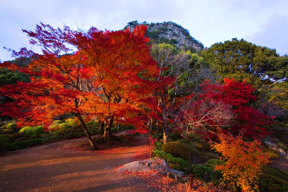 歴史ある庭園の紅葉が夜も楽しめる