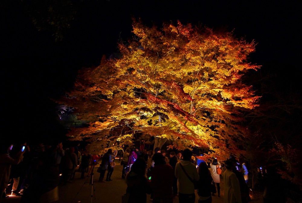 歴史ある庭園の紅葉が夜も楽しめる