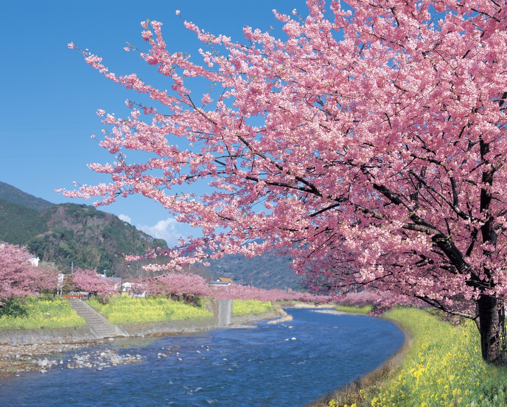 早咲きの河津桜は伊豆の風物詩