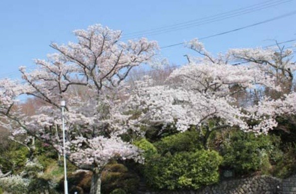 日中は優しげな印象