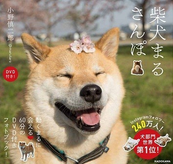 「柴犬まるさんぽ DVD付き！」（著・小野慎二郎、1404円、KADOKAWA）