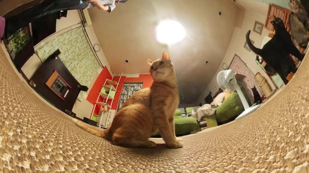 四方八方ネコづくし！ サムスンの360度カメラを「多頭飼い」のお家で