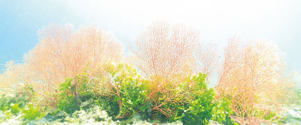 カラフルで幻想的な海中風景