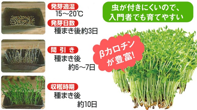 「DCMブランド 栽培セット 豆苗スプラウト」の栽培目安