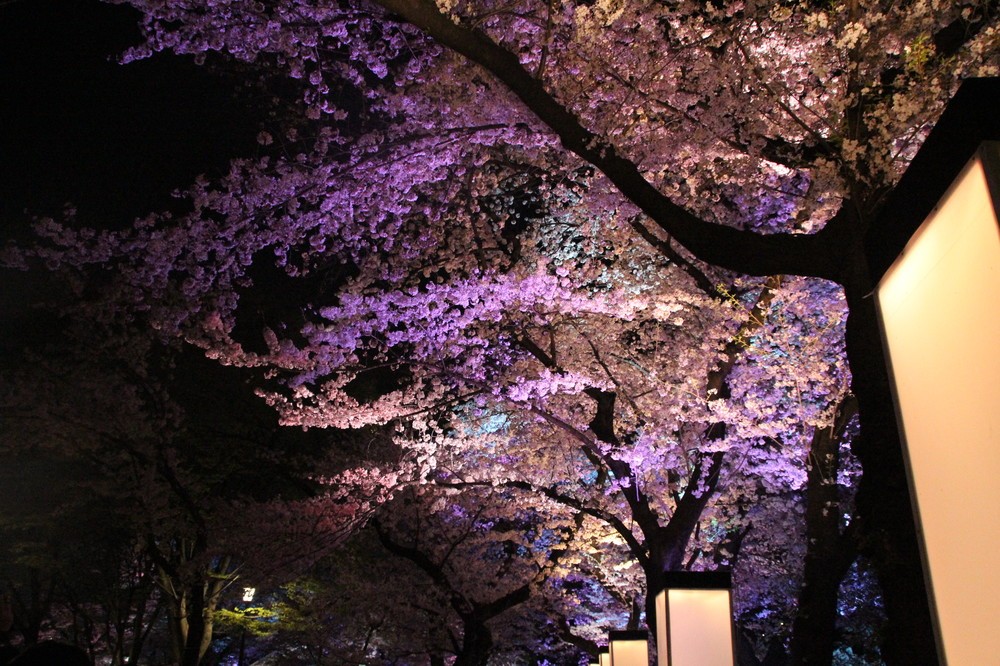 【写真で紹介】幻想的な夜桜をどうぞ　花見の名所・千鳥ヶ淵緑道ライトアップ