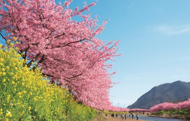 桜にちなんだ特典付き宿泊プラン
