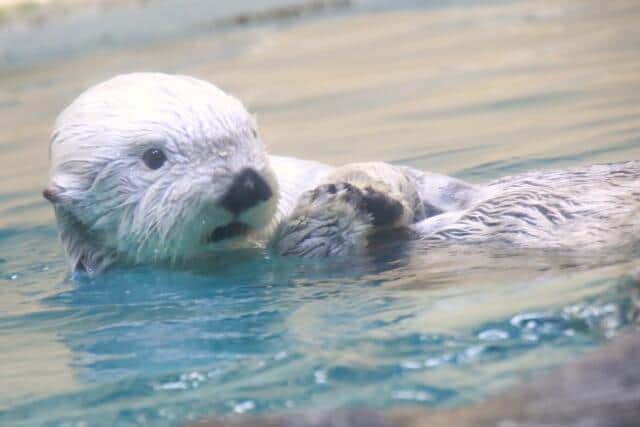 「ラッコ」国内の飼育数わずか3頭　日本の水族館で見られなくなるかも