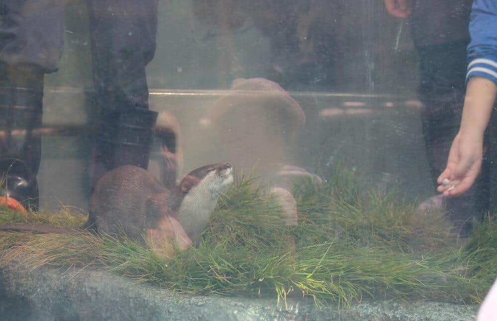 コツメカワウソへの給餌風景