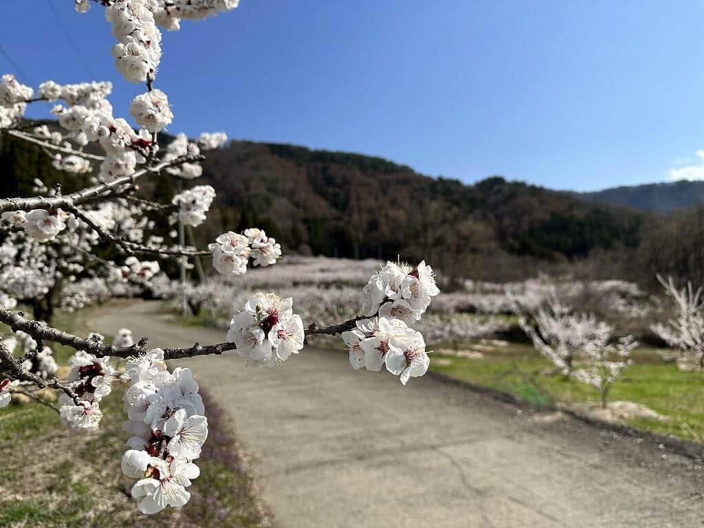 地域の高齢化や人口減少などを背景に荒廃農地（耕作放棄地）が増加するに従い、「あんずの里」の風景を維持することが困難になりつつある