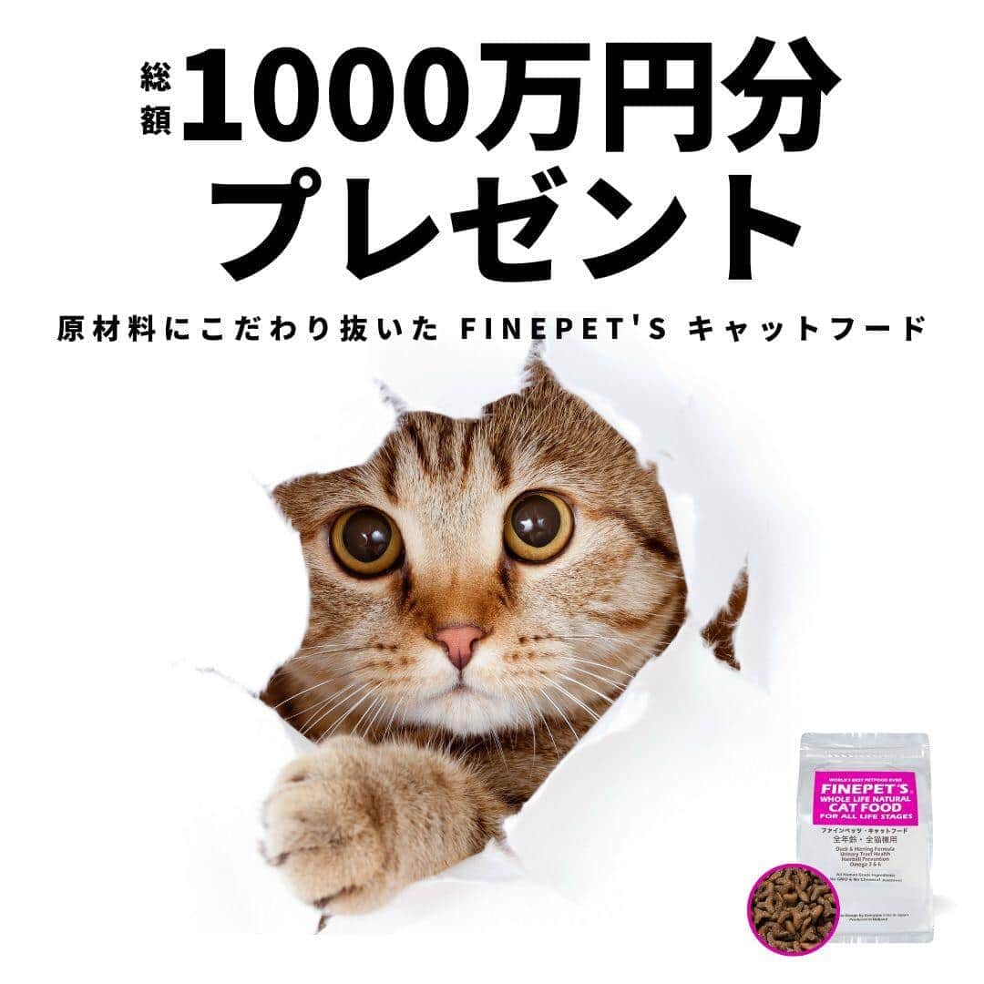 ペットフードロスを考え、愛ねこの食生活を見直すきっかけに