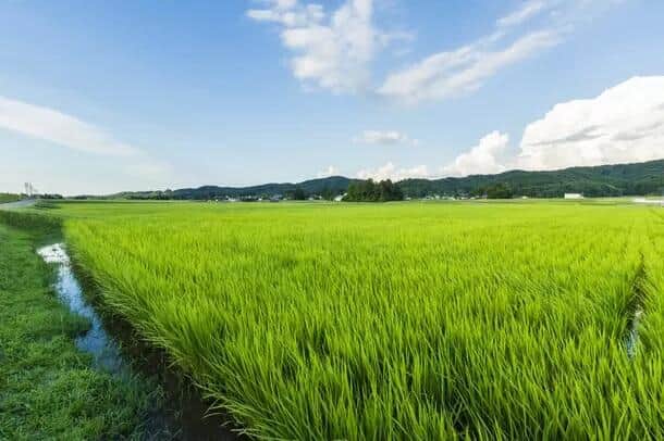 富山で楽しむ、コメ食べ比べ・田植え体験及び宿泊プラン