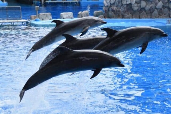 野生イルカは訓練されたイルカとは異なる（写真はイメージ）