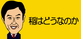 昨年産のコメ買いだめ騒ぎ！「今年のはセシウム汚染怖い」