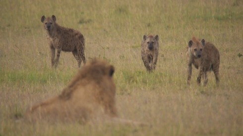 ライオンvsハイエナ 勝つのは 数 か 力 か 4k映像で大型肉食獣の死闘 J Cast テレビウォッチ