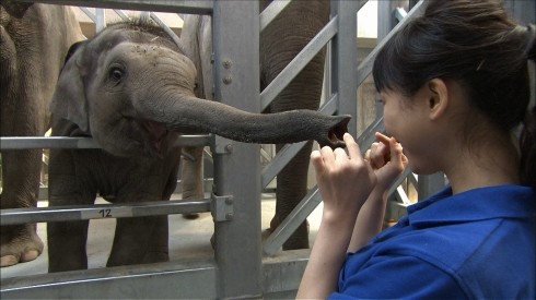 ゾウが遊泳する巨大プール 雨も降るマダガスカル再現温室 スイスのぶっ飛び動物園に松井玲奈ビックリ J Cast テレビウォッチ