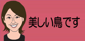 美声『メジロ』の違法捕獲・飼育で捜査！1羽数百万円で取り引き