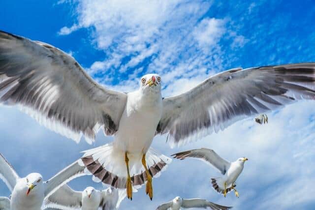 ウミネコの行動範囲は広い（写真はイメージ）