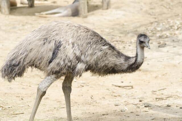 巨大鳥エミューがなんと羽も脱走 騒然となった熊本 菊池市 エミュー飼育が人気のワケ J Cast テレビウォッチ 全文表示